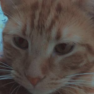 Meet your Posher, Noelle